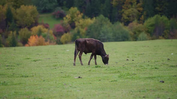 A young calf grazing in the pasture