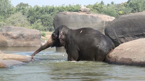 Beautiful playful elephant having bath in the river.