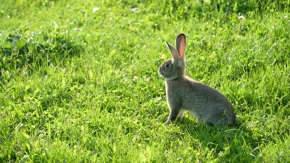 Gray rabbit on green grass, Beautiful cute rabbit on a green summer meadow.