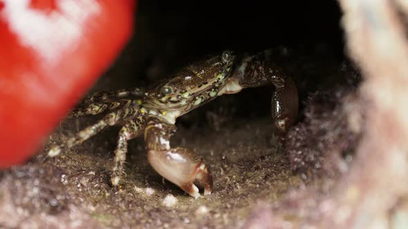 Crab Crawling in the Hole, Covered with Shells. Turkey.