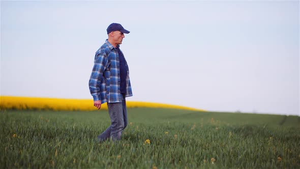 Agriculture Farmer Walking on Agricultural Young Wheat Field