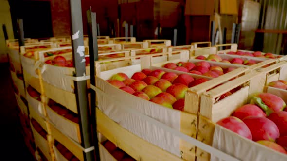 Many Red Apples in Boxes