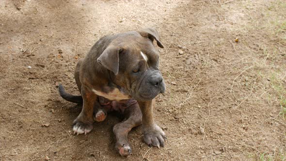 A Sad Street Dog Thailand