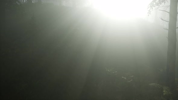 Coniferous Forest Backlit By the Fising Sun on a Misty