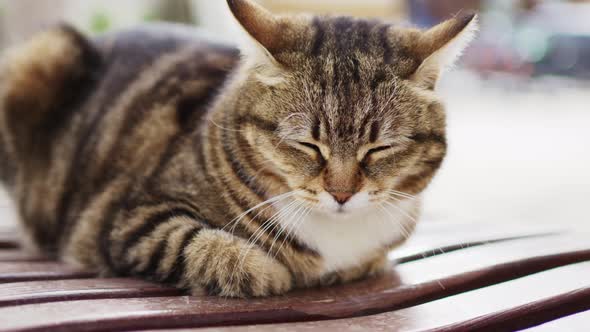 a Striped Stray Cat on a Park Bench