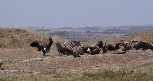 African white-backed vulture, gyps africanus, Group having Sun Bath , Nairobi Park in Kenya