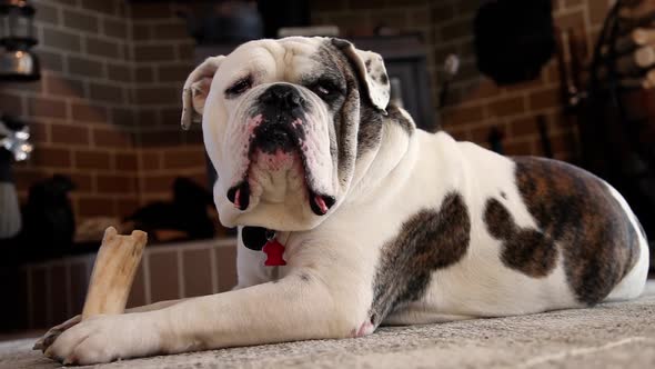 Bulldog Enjoying His Bone