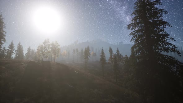 Milky Way Stars with Moonlight Above Pine Trees Forest