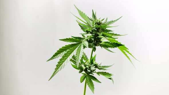 Isolated Sativa Marijuana Plant Close-up Rotating on White Background. Rasterized Herbal Cannabis