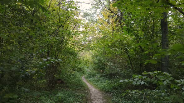 Autumn Forest Landscape with Trees By Day