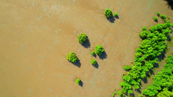 Aerial top view over the mangrove forests along the coast at low tide