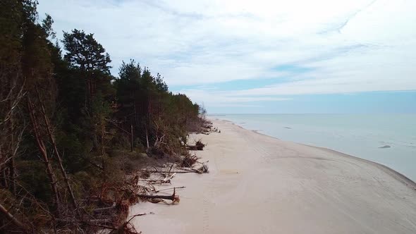 Aerial view of Baltic sea coast on a sunny day, steep seashore dunes damaged by waves, broken pine t