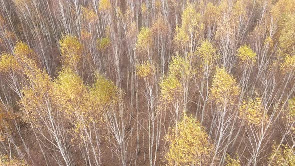 Forest with Trees in an Autumn Day