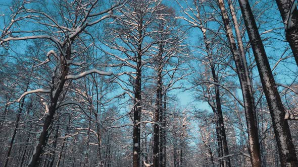 Winter Forest And Blue Sky