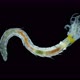 Polychaeta Worm Order Sabellida Under a Microscope - VideoHive Item for Sale