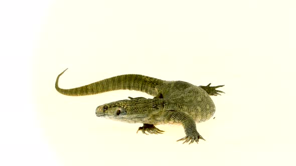 Savannah Monitor Lizard - Varanus Exanthematicus on White Background