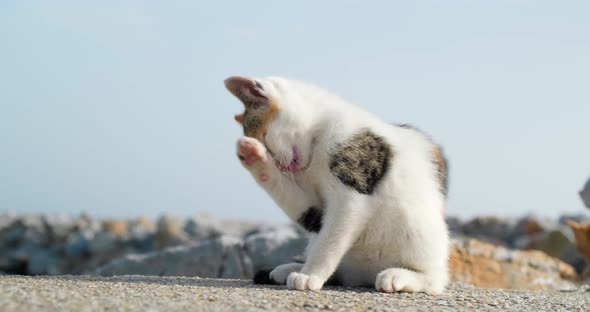 Little kitten cleaning itself and licking paw.