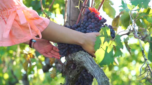 Close Up of Woman Inspecting Fresh Grape Harvest