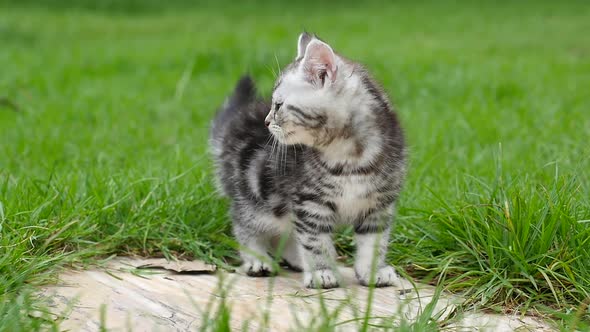 Cute American Short Hair Kitten Lying And Looking In The Park