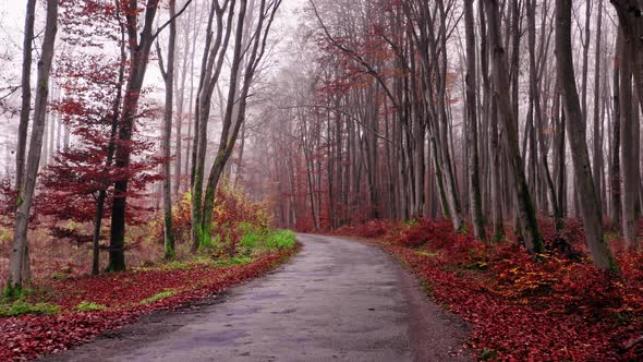 Autumn trip in autumn. Asphalt road through forest.