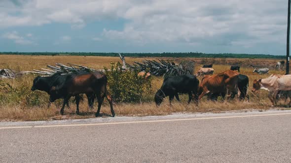 Herd of African Humpback Cows Walking at the Side of the Asphalt Road Zanzibar