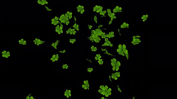 Shamrock Burst With Alpha 4K