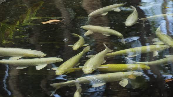 Colorful Fish in a Pond.