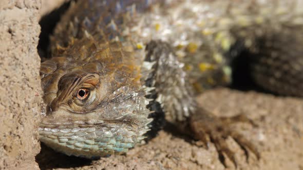 Desert Spiny Lizard Looking Around Extreme Closeup