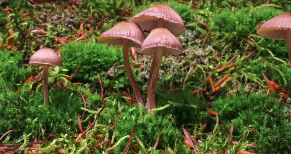 Wild mushrooms on moss in forest. Wildlife in Poland.