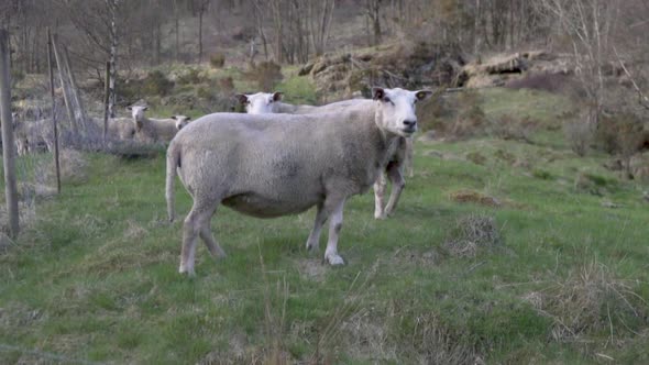 Two white sheep in a fenced field looking_slomo