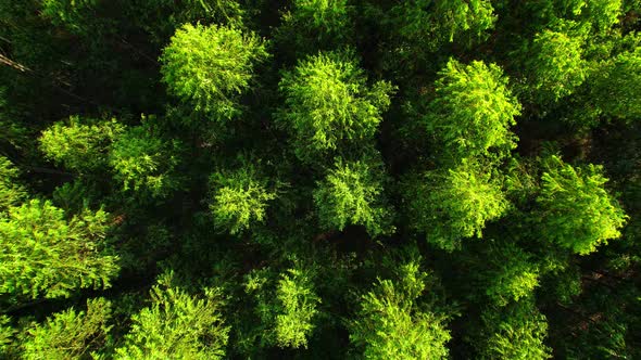 4K aerial top view from a drone, eucalyptus Green Forest