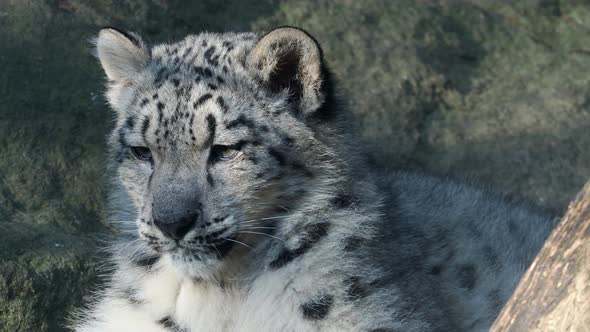 Kitten of snow leopard - Irbis (Panthera uncia) watches the neighborhood.