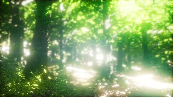 Sun Light in the Green Forest alt