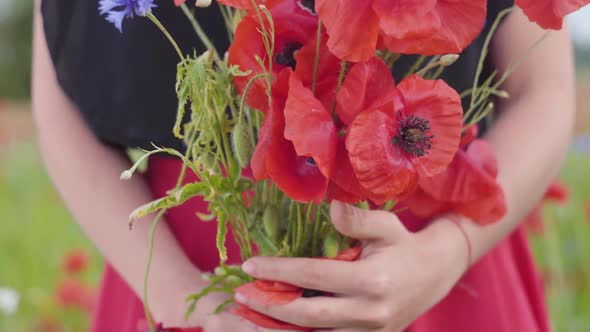 Female Hands in a Poppy Field Holding Bouquet of Flowers. Connection with Nature