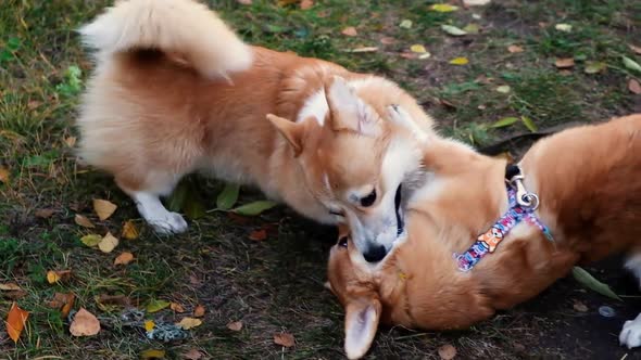 Two Welsh Corgi Pembroke Dogs Jump Bite and Playag Ainst the Yellow Autumn Leaves