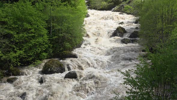 An Incredibly Fast Flowing Raging Foamy River in Spring Forest