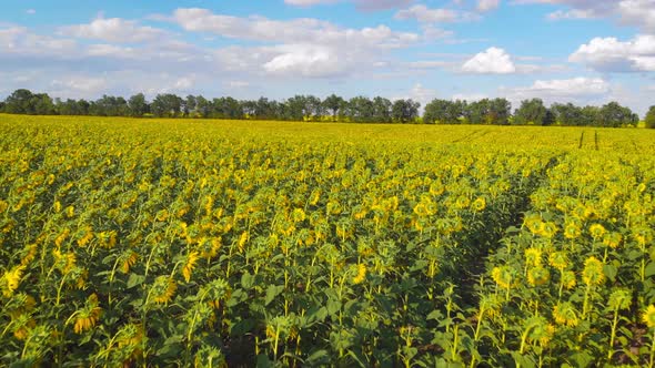 Flight Over a Field with Sunflowers Against a Background of Thunderclouds