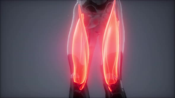 Selected Muscle Anatomy Map alt