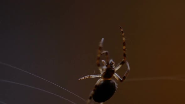 Spider Weaves a Web