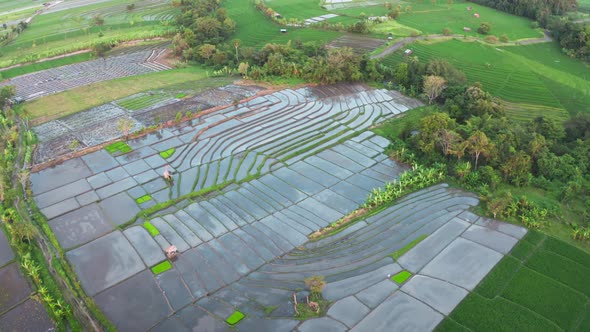 Aerial of View Beautiful Rice Terraces Next to the Green Jungle and Large Palm Trees