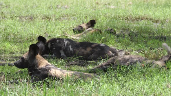 Pack of African wild dogs resting