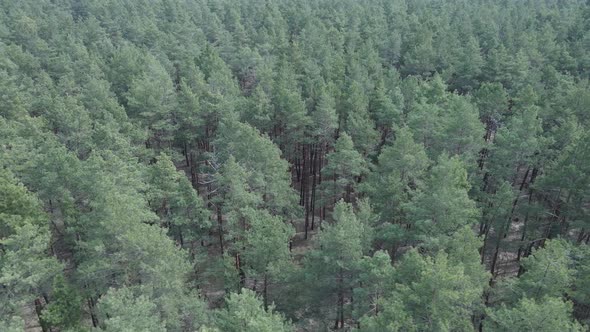 Green Pine Forest By Day Aerial View