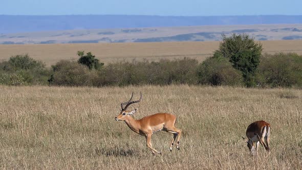 980445 Impala, aepyceros melampus, Male and Females, Masai Mara Park in Kenya, running, slow motion