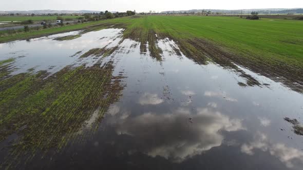 Winter wheat crops are flooded with heavy rainfall. Puddles on the farm field.