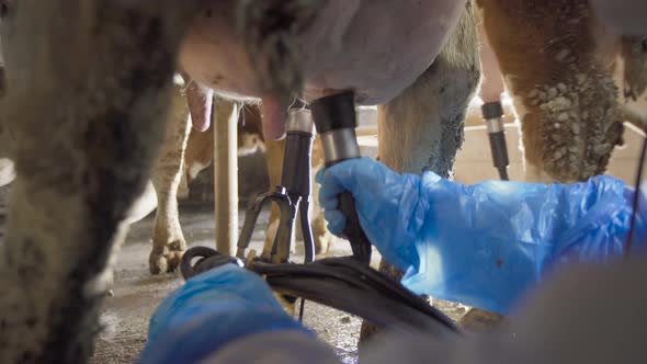 Cow milking parlor, milking.