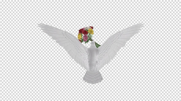 Dove with Bouquet - 4K Flying Cycle - Back View