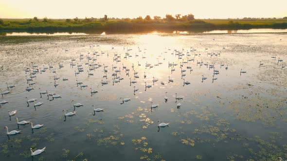 Swans in the Reserve on the Water Early at Sunrise