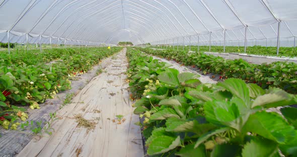Big Plantation of Natural Organic Strawberry Outdoors