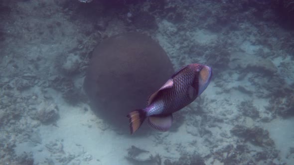 Underwater Video of Titan Triggerfish or Balistoides Viridescens in Gulf of Thailand