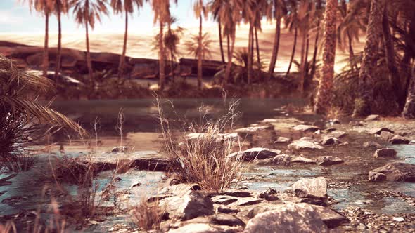 Idyllic Oasis in the Sahara Desert